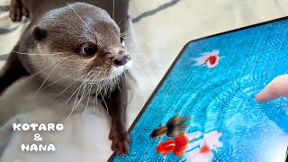 タブレットの中で泳ぐリアルな金魚にカワウソがまさかの行動　Otter’s Unexpected Reaction to Virtual Fish