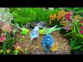 cat tv colorful birds and relaxing bird sounds for cat relaxation to watch 4k 60fps