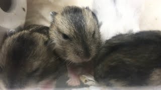 【産後１３日目】ハムスター観察日記 6月4日 かずお\u0026ミレンチャン 【hamster】