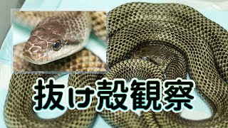 【アオダイショウ】脱皮殻の観察