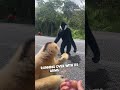 A Gibbon's Gesture of Friendship