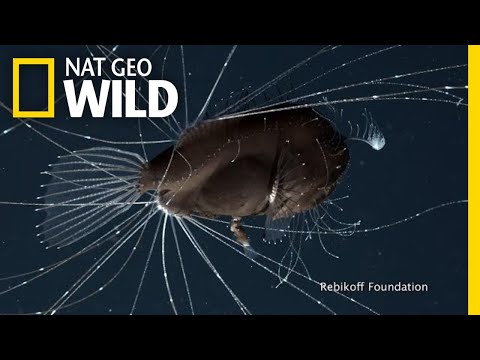 How far down do angler fish live?