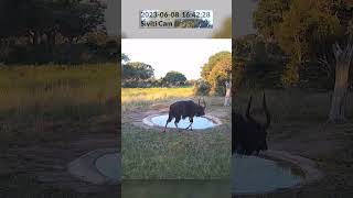 Siviti Cam - Nyala bull coming for a drink