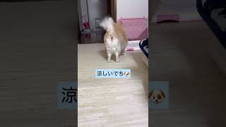 トリミング完了 #犬 #トリミング #shorts