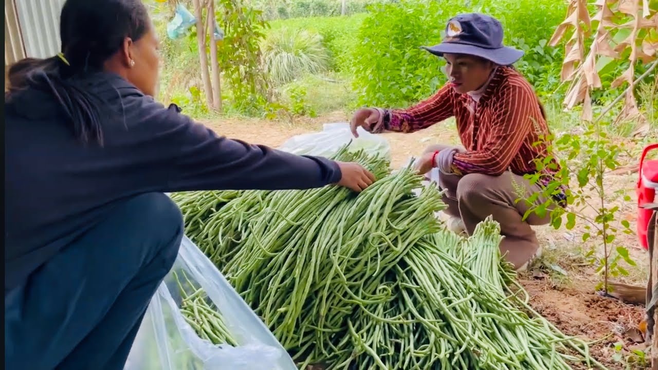 Harvesting Long Beans From The Garden To Sell At The Supermarket Youtube