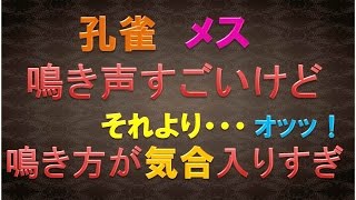 孔雀 メスの鳴き声★鳴き方が気合入りすぎておもしろい！【インドクジャク】【孔雀雄雌】Cries of peacock female