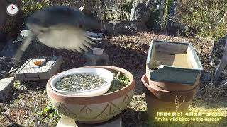 野鳥を庭に　250209　スズメ　メジロ　ヒヨドリ　\