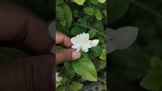 fertilizer for Mogra/Jasmine plant growing tips in telugu/mallepuvvulu baaga ravataniki#shortfeed