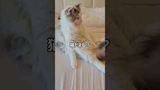 うちの猫が変な座り方をしていました｜何でそんな座り方しているの？猫だよね？　（猫、ラグドール、アクアちゃん） #shorts