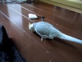 オカメインコ　おさんぽ？