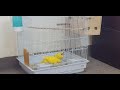 how can lutino kakariki parrot taking bath in the cage.