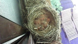 Robin nest LIVE