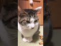 今日のさくらにゃん　 猫　 さくら　 猫がいる幸せ　 猫好き　 猫狂い　 可愛い猫　 美猫　 さくらにゃん　 ゆうtube yuusaku28