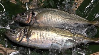 釣りたて！アジの捌き方 握り寿司/お刺身/なめろうの作り方～Making sushi of Horse mackerel～