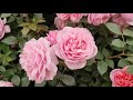 peter beales roses at the rhs chelsea flower show 2022