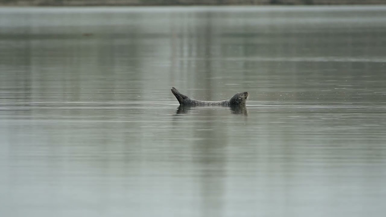 Un Phoque Dans La Baie De Sallenelles, Par Bruno Morcel - YouTube