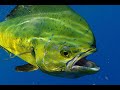 Mahi Fishing Tips and Tricks Every Angler Needs to Know