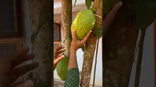 soursop harvesting.. #mullatha  #food #fruits #youtubeshorts #trending