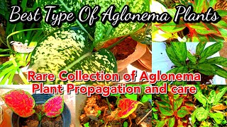 Aglaonema തഴച്ചു വളരാൻ ഇനി ഇങ്ങനെ ചെയ്താൽ മതി/Aglonema Plant Care and Propagation Method/Potting Mix