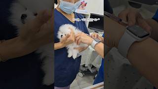 엄살 쩌는 강아지 #예방접종 #박뚜뚜 #생후3개월 #포메라니안 #cutedog #funny #puppy #funnyshorts