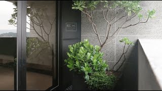 陽台植物園｜只有散光的公寓陽台，也可以如春天般綠意盎然