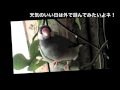 桜文鳥ほーちゃんも外で遊んでみたい？ 文鳥動画