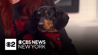 Furry Friend Finder: Meet Charlie