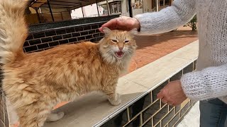 Cat meowing like a bird's chirping is incredibly cute