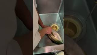 料理人の日常の音25 しまあじの鱗を取る音　高級白身魚でファンも多い縞鯵。アジ科の中でも最高峰のこの魚は何と言っても旨み爆発上質な脂・・熟成かけると更に美味しい　#shorts #料理 #fish