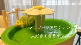 【インコの水浴び blog】フラワーファウンテンに入浴する セキセイインコ/Bathe favorite budgerigar