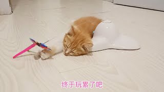 捡来的小橘猫身手敏捷，瞬间把玩具打趴下了，累倒的小模样真可爱