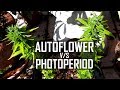 Seeds, Soil & Sun: How to Grow Cannabis (#4 Autoflower vs. Photo-period Strains / Repotting Plants)