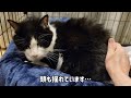 【衰弱】4日間何も食べていない...餓死寸前の猫を保健所より緊急レスキューしました