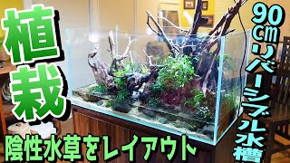 【アクアリウム】90センチリバーシブル水槽立上げ（陰性水草を中心に水草を植栽していきます！）