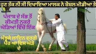 top prise nukra horse,,,ਸਿਰੇ ਦੀ ਕੀਮਤ ਦਾ ਨੁਕਰਾ