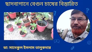 ছাদবাগানে বেগুন চাষের বিস্তারিত | Details of brinjal Cultivation in Roof Garden