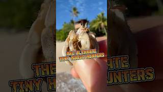 Hermit Crab | The Ultimate Tiny House Hunter #animalenigmas