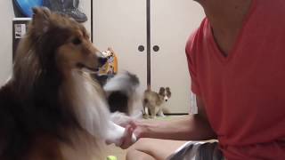 【可愛いシェルティ】犬を飼いたいコメント返信