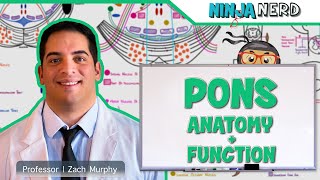 Neurology | Pons Anatomy & Function