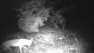 African golden wolf (Canis anthus), Guidimaka, Mauritania