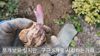 백합구근 심기, '깊이'가 중요함!!