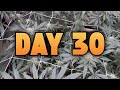 EP. 4 Day 30 Flower & Terpene Profiles ! Mars Hydro FC 6500-EVO