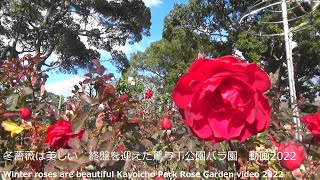 冬薔薇は美しい　終盤を迎えた駕与丁公園バラ園　動画2022Winter roses are beautiful Kayoicho Park Rose Garden video 2022