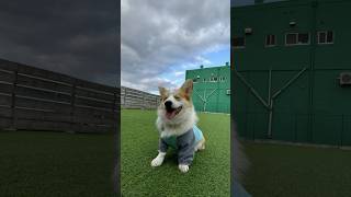 流行りのアレ、歌ってみた。【コーギー犬】#コーギー #コーギー子犬#コーギー多頭飼い#corgi #柯基 #코기 #shorts