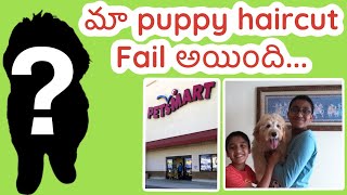 Theo Hair cut | Puppy grooming in USA | USA Telugu Vlogs | Telugu Vlogs from USA |