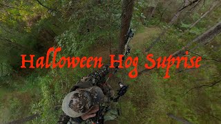 Mississippi Hog Hunting self filmed