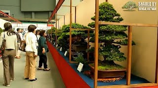 Triển lãm Bonsai ở Nhật Bản thực sự đẳng cấp và chuyên nghiệp