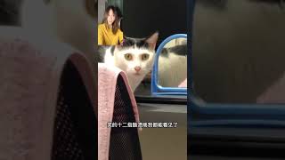 貓：這個家已經容不下我了 Cat: This family can no longer accommodate me