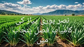 نصر پوری پیاز کی کامیاب فصل پنجاب میں - Successful Nasr Puri Onion Harvest in Punjab