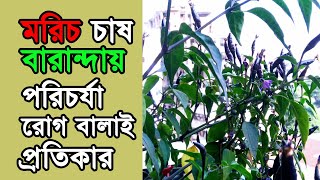 মরিচ চাষ ছাদে বা বারান্দায় পরিচর্যা রোগ বালাই প্রতিকার Vegetable Pepper cultivation